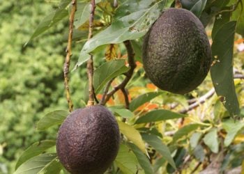 Yanda Ake Shuka Pear (Abocado)