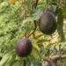 Yanda Ake Shuka Pear (Abocado)
