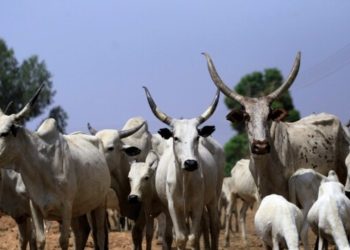 ‘Yan Fashin Daji Sun Sace Shanu Sama Da 200 Da Raguna A Wata Gona A Jihar Sakkwato