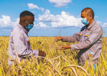 Tattaunawa: Hulda Da Kasar Sin Muhimmin Ginshiki Ne Ga Ajandar Samar Da Abinci A Afrika