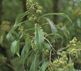 Abubuwan Da Ya Kamata A Sani Game Da Bishiyar Dogon-yaro