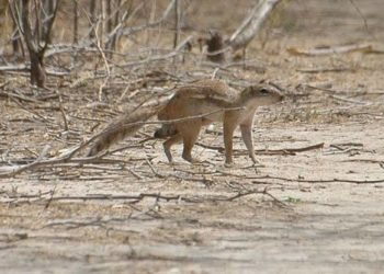 Masana Sun Gano Kaifin Basirar Kurege Wajen Rashin Mantuwa