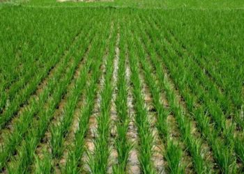 An Yi Watsi Da Kusan Gonaki 500 Saboda ‘Yan Bindiga A Katsina -Mataimakin Gwamna