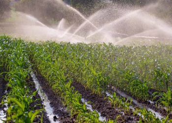 Yadda Noman Rani Ya Rage Kwararowar  Mutanen Kauye Zuwa Birni