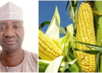 Yadda Sabon Irin ‘Tela Maize’ Zai Rage Asarar Da Manoman Masara Ke Yi