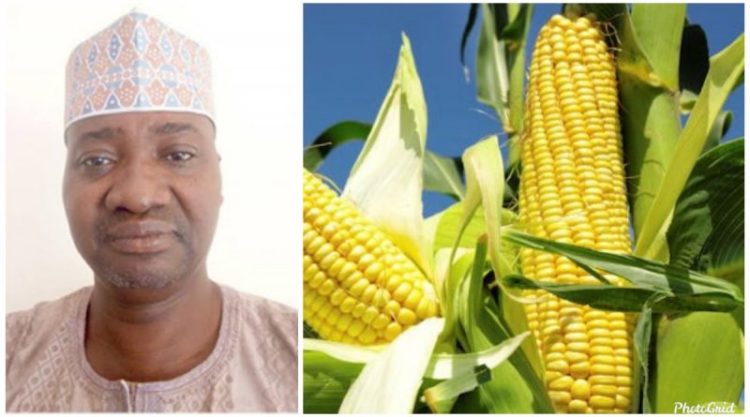 Tela Maize
