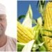 Buhari Yadda Sabon Irin ‘Tela Maize’ Zai Rage Asarar Da Manoman Masara Ke Yi