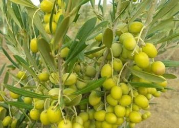 Yadda Ake Noman Zaitun A Zamanance