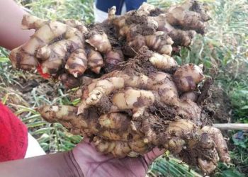 Ribar Noman Citta A Nijeriya