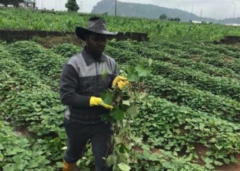 Abin Da Ya Sa Wasu Manoma Kan Fuskanci Matsalar Sarrafa Amfanin Gona