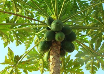 Dimbin Alherin Da Ake Samu A Noman Gwanda