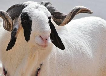 Layya Babbar Ibada: Yadda Ake Gudanar Da Ita Da Matsayinta A Musulunci