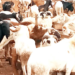 Sallah rago