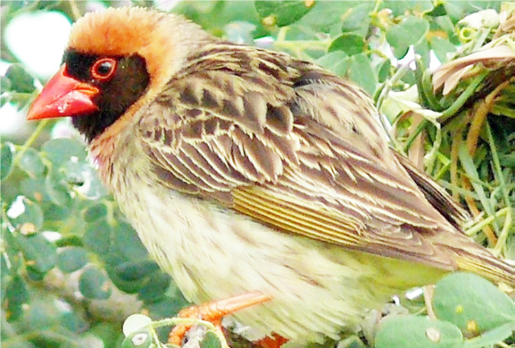 Tsuntsaye Jan-baki Tsuntsaye Jan-baki