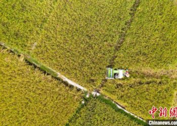 Gwamnatin Sin Ta Samar Da Yuan Biliyan 10 Ga Manoma Domin Tabbatar Da Shuka Da Girbin Hatsi A Lokacin Kaka