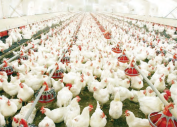 Dabbobi 5 Da Ake Samun Riba Mai Yawo A Kiwonsu