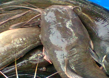 Tsadar Man Dizil Na Barazana Ga Masu Kiwon Tarwada A Edo