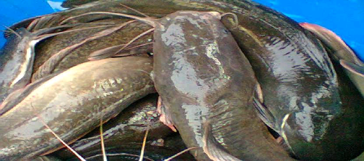 Dizil