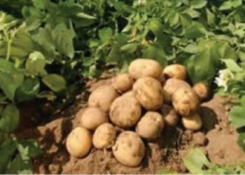 Bullar Sabuwar Cuta: Manoman Dankalin Turawa Sun Karaya