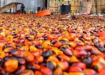 Kokarin CBN Kan Farfado Da Noman Kwakwar Manja Don Samar Wa Nijeriya Kudaden Musaya