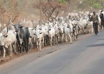 Miyetti Allah Ta Maka Gwamna Ortom A Kotu Kan Kwace Wuraren Yin Kiwo A Jihar Benuwai