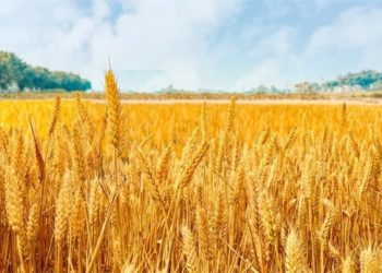 Yawan Shinkafan Da Aka Noma A Sin A Farkon Kakar Bana Ya Karu Da Kashi 0.4%