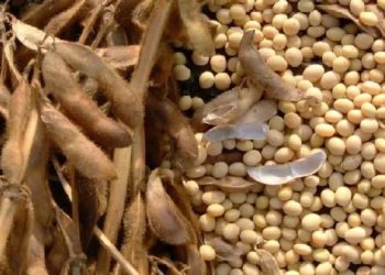 Jihohin Arewa Da Suka Fi Noma Waken Soya A Nijeriya