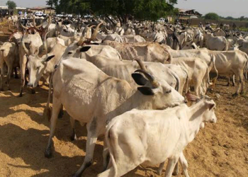 Miyetti Allah Ta Roki Soludo Ka Da Ya Soke Kiwon Shanu A Jiharsa