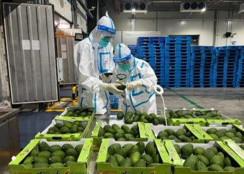 Manoman Avocado Na Kenya Na Cin Gajiyar Zurfafar Dangantakar Sin Da Afrika