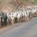 Kacame Kungiyar Fulani Ta Koka Kan Kisa Mambobinta A Taraba Da Kaduna