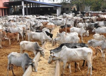 Nijeriya Ta Yi Fintikau A Fannin Kiwo -Dakta Mohammad