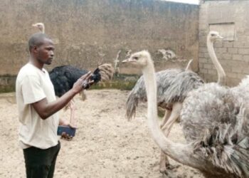 Yadda Matashi Ya Kirkiro Injin Kyankyashe Kwan Jimina A Jihar Kano