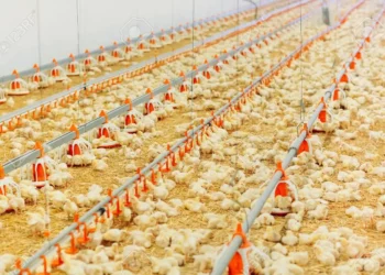 Tsadar ‘Yan Tsaki Da Abincinsu Na Neman Tilasta  Dakatar Da Sana’ar