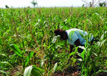 Rashin Daukar Tsauraran Matakai Na Iya Durkusar Da Bangaren Noma – Shehu Galadima