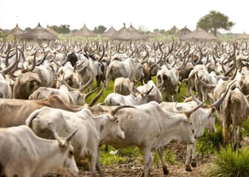 ‘Yan Bindiga: ‘Yansanda Sun Kwato Shanu 500 Da Babura 8 A Neja 