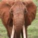 Mengtian Ana Jimamin Mutuwar Sarauniyar Giwaye Mai Shekara 65 A Kenya