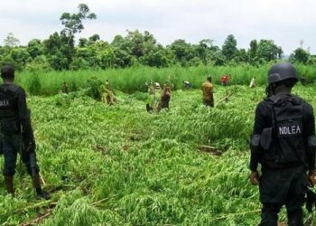 NDLEA Ta Lalata Katuwar Gonar Wiwi A Ekiti