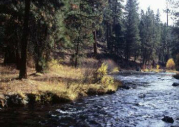 An Gano Halittar Da Ta Fi Girma A Duniya