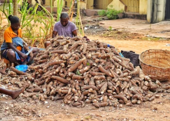 Masu Sarrafa Rogo Da Kwakwar Manja A Binuwe Na Fuskantar Tasku