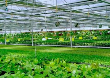 Shugaban Kasar Sin Ya Jaddada Muhimmancin Kara Azama Wajen Raya Fannin Noma 