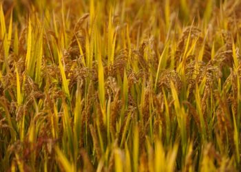 Hatsin Da Ake Nomawa Kasar Sin Ya Kai Sabon Matsayi