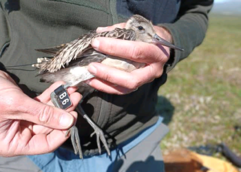 Wani Tsuntsu Ya Kafa Tarihin Tafiya Mafi Nisa A Duniya