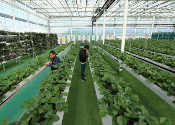 Bangaren Noma Da Masana’antu Masu Nasaba Sun Kai Kashi 16.05 Na GDPn Sin 