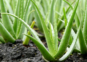 Amfanin Ganyen ‘Aloe Vera’ Wajen Gyara Jiki