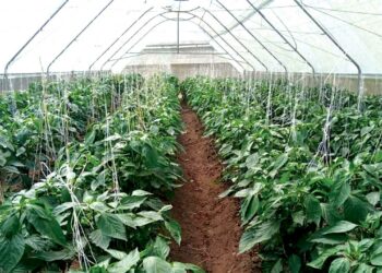 Muhimmacin Ilmantar Da Manoma Game Da Noman Zamani