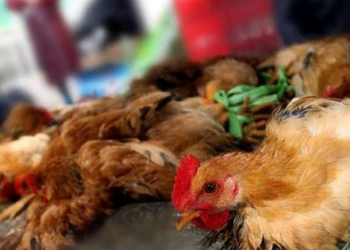 Cutar Murar Tsuntsaye Ta Barke A Jihohi 28 – Gwamnatin Tarayya