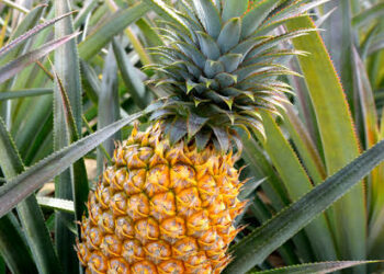 Yadda Ake Noman Abarba