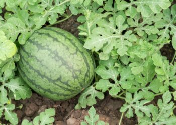 Noman Kankana Na Kara Bunkasa A Jihar Jigawa