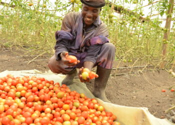Faduwar Farashin Kaudar Tumatir Zai Rage Wa Manoma Karfin Gwiwa