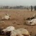 Majalisar Dinkin Duniya Ta Yi Tir Da Kisan Fulani 40 A Jihar Nasarawa